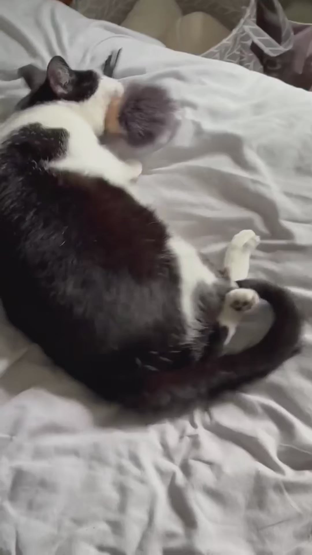 Cat toys made from recycled fur