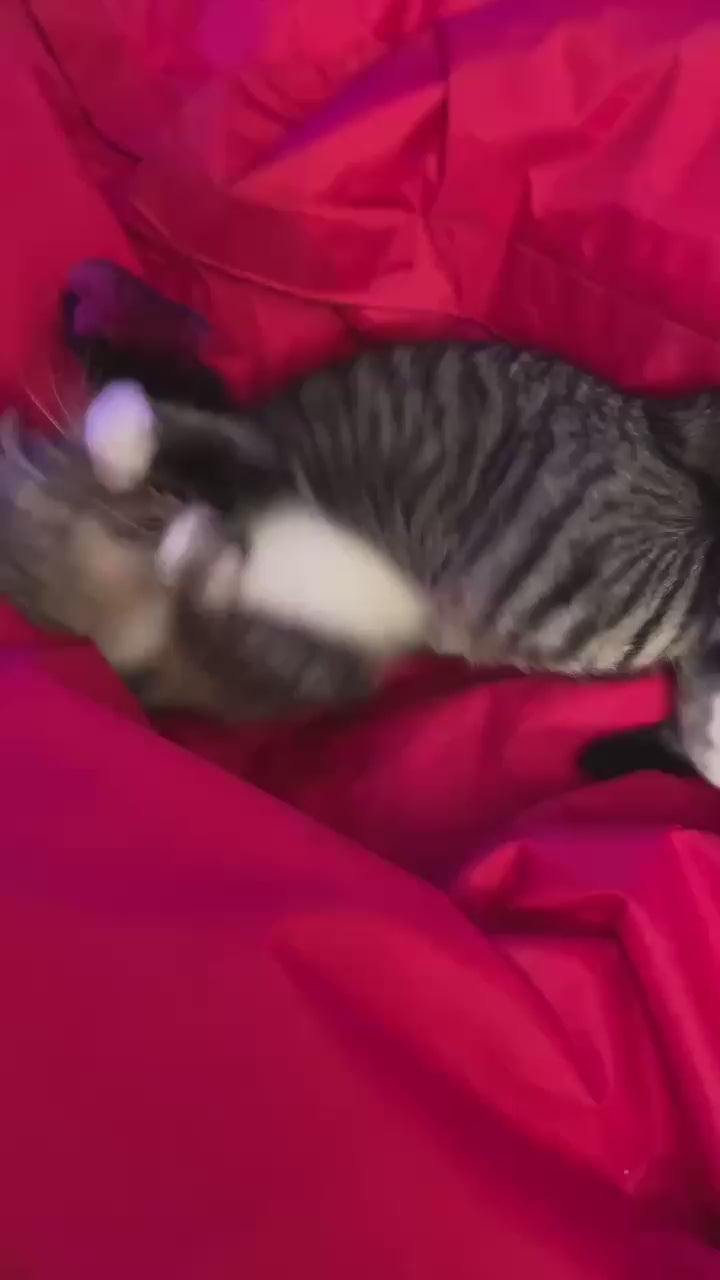 Jouets pour chat en fourrure recyclée