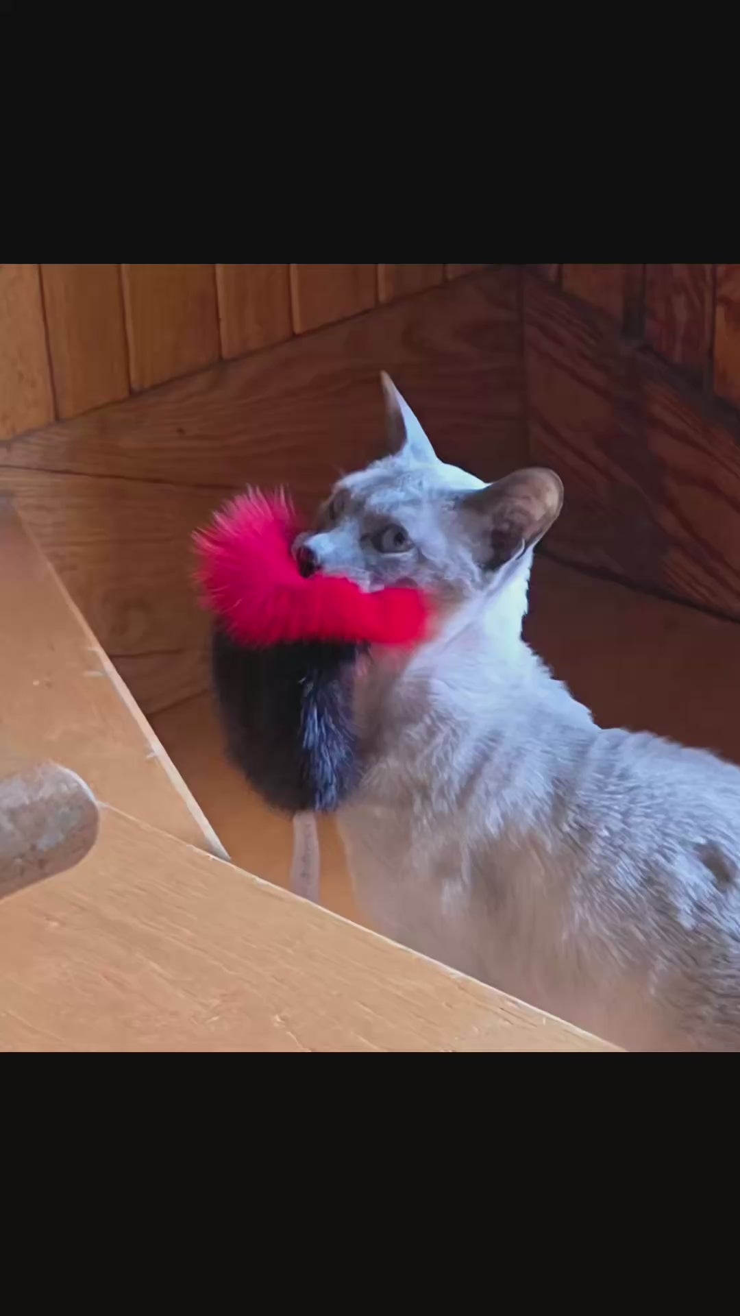 Cat toys made from recycled fur